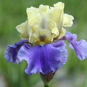 Iris germanica 'Edith Wolford' Iris germanica 'Edith Wolford'