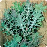 Kale 