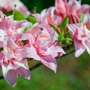 Azalea x. hybrid 'Electric Lights Double Pink'
