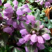 Lamium maculatum 'Chequers' Lamium maculatum 'Chequers'