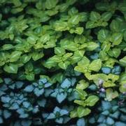 Lamium maculatum 'Pink Pewter' Lamium maculatum 'Pink Pewter'