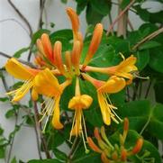 Lonicera hybrid 'Mandarin' Lonicera hybrid 'Mandarin'