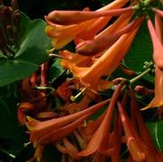 Lonicera x brownii 'Dropmore Scarlet' Lonicera x brownii 'Dropmore Scarlet'