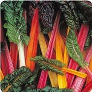 Swiss Chard 