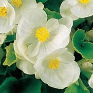 Begonia semperflorens 'Super Olympia White'