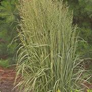 Calamagrostis acutiflora 'Avalanche'