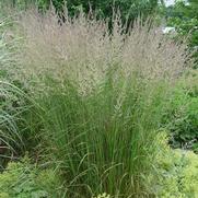 Calamagrostis arundinacea 'Karl Foerster'