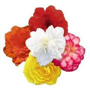 Begonia x tuberhybrida 'Nonstop Joy Mix'
