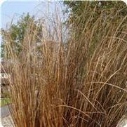 Carex buchanii 'Red Rooster'