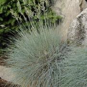 Festuca glauca 'Elijah Blue'