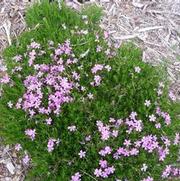 Phlox subulata 'Emerald Pink'