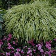 Hakonechloa macra 'Aureola'