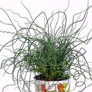Juncus effusus 'Spiralis' Juncus effusus 'Spiralis'