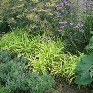 Milium effusum Milium effusum