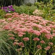 Sedum 'Autumn Fire' Sedum 'Autumn Fire'