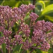 Eupatorium dubium 'Baby Joe'