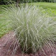 Miscanthus sinensis 'Morning Light'