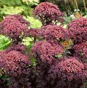 Sedum 'Dark Magic' Sedum 'Dark Magic'