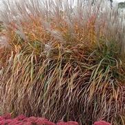 Miscanthus sinensis 'Purpurascens'