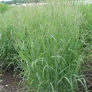 Panicum virgatum 'Heavy Metal'