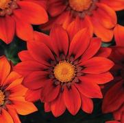 Gazania rigens 'New Day Red Shades'