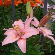 Lilium asiatic 'FantAsiatic Pink' Lilium asiatic 'FantAsiatic Pink'