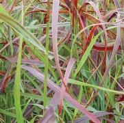 Panicum virgatum 'Ruby Ribbons'