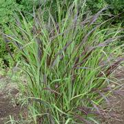 Panicum virgatum 'Shenandoah'