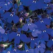 Lobelia erinus 'Riviera Marine Blue'