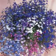 Lobelia erinus 'Regatta Mix'