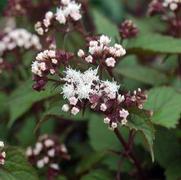 Eupatorium rugosum 'Chocolate' Eupatorium rugosum 'Chocolate'