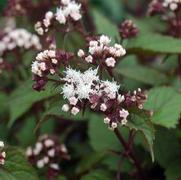 Eupatorium rugosum 'Chocolate'