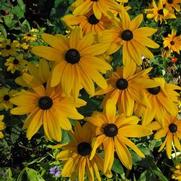 Rudbeckia hirta 'Indian Summer'