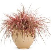 Pennisetum setaceum 'Fireworks' Pennisetum setaceum 'Fireworks'