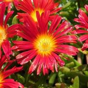 Delosperma hybrid 'Wheels of Wonder Hot Red'