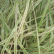 Phalaris arundinacea 'Feesey' Phalaris arundinacea 'Feesey'