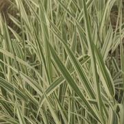 Phalaris arundinacea 'Picta' Phalaris arundinacea 'Picta'