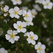 Potentilla fruticosa 'Happy Face White®'