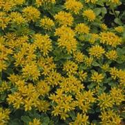 Sedum kamtschaticum var. ellacombeanum