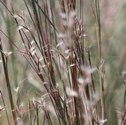 Schizachyrium scoparium 'Prairie Blues'