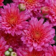 Chrysanthemum 'Flamingo Neon Pink'