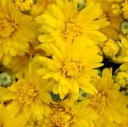 Chrysanthemum 'Stellar Yellow'