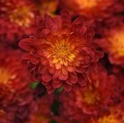 Chrysanthemum 'Metrona Bronze'