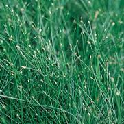 Scirpus cernus 'Graceful Grasses Fiber Optic Grass' Scirpus cernus 'Graceful Grasses Fiber Optic Grass'