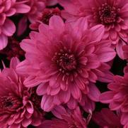 Chrysanthemum 'Paintbox Purple'