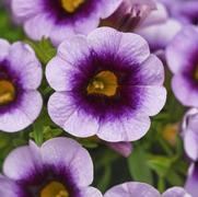 Calibrachoa 'Cabaret Lavender Kiss'