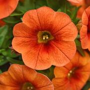 Calibrachoa 'Cabaret Bright Orange'