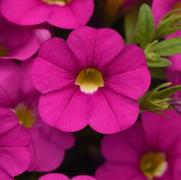 Calibrachoa 'Cabaret Pink'