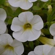 Calibrachoa 'Cabaret Bright White'
