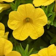 Calibrachoa 'Cabaret Yellow'